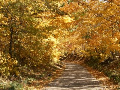 Fall Foliage over Trail
